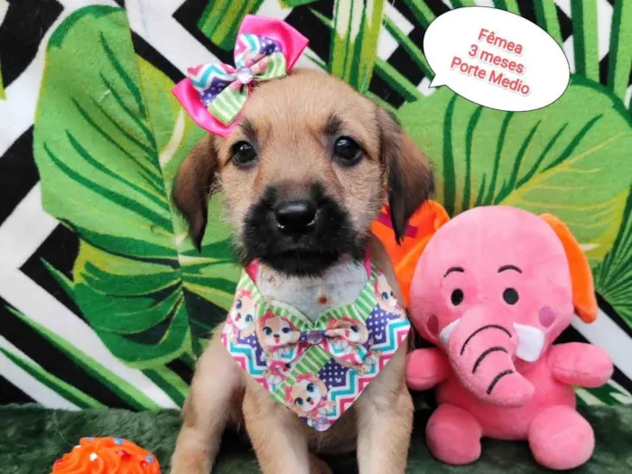 Cachorro raça SRD-ViraLata idade 2 a 6 meses nome Melody