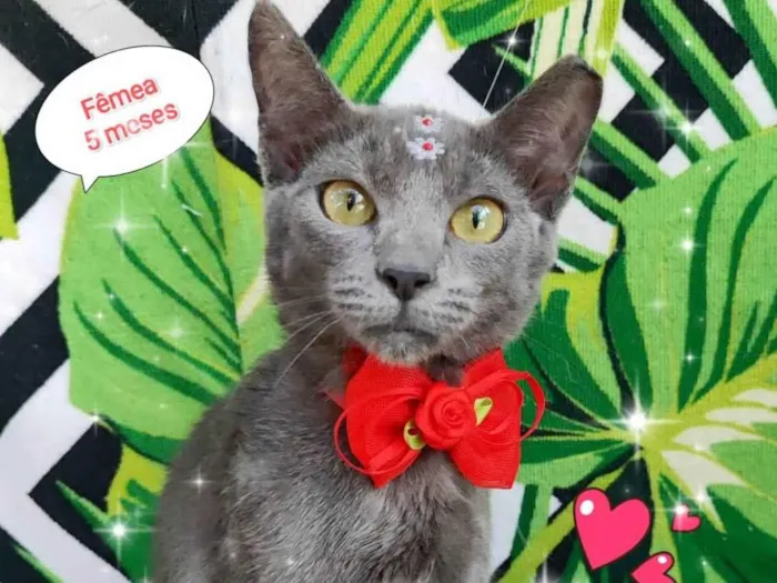 Gato raça SRD-ViraLata idade 2 a 6 meses nome Tiara