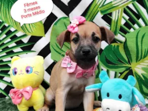Cachorro raça SRD-ViraLata idade 2 a 6 meses nome Luna