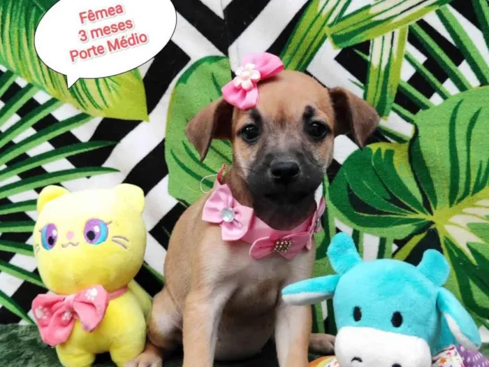 Cachorro raça SRD-ViraLata idade 2 a 6 meses nome Luna