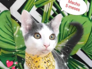 Gato raça SRD-ViraLata idade 2 a 6 meses nome Paçoca 