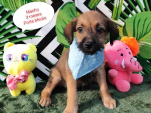 Cachorro raça SRD-ViraLata idade 2 a 6 meses nome Diogo