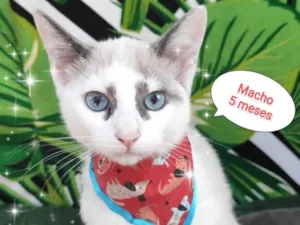 Gato raça SRD-ViraLata idade 2 a 6 meses nome Goram