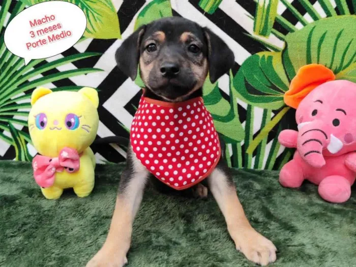 Cachorro raça SRD-ViraLata idade 2 a 6 meses nome Rick