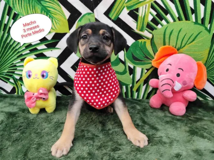 Cachorro raça SRD-ViraLata idade 2 a 6 meses nome Rick