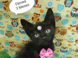 Gato raça SRD-ViraLata idade 2 a 6 meses nome Kim 