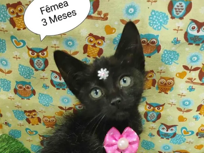 Gato raça SRD-ViraLata idade 2 a 6 meses nome Kim 