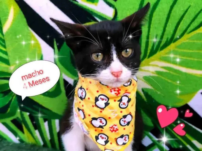 Gato raça SRD-ViraLata idade 2 a 6 meses nome Ruy