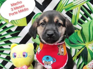 Cachorro raça SRD-ViraLata idade 2 a 6 meses nome Hey