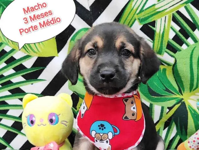 Cachorro raça SRD-ViraLata idade 2 a 6 meses nome Hey