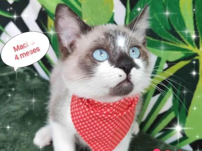 Gato raça SRD-ViraLata idade 2 a 6 meses nome Joao