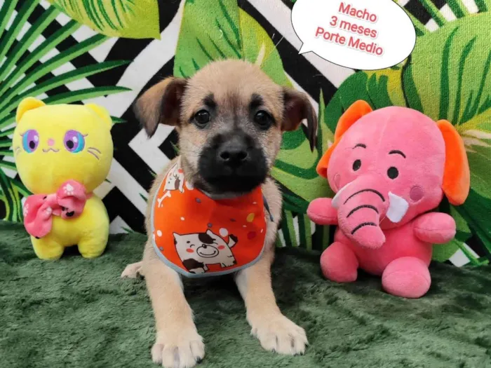 Cachorro raça SRD-ViraLata idade 2 a 6 meses nome Tiao