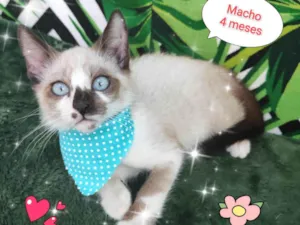 Gato raça SRD-ViraLata idade 2 a 6 meses nome Henrique 