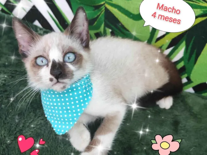 Gato raça SRD-ViraLata idade 2 a 6 meses nome Henrique 