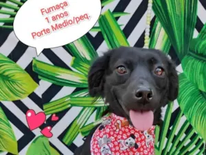 Cachorro raça SRD-ViraLata idade 1 ano nome Fumaça 