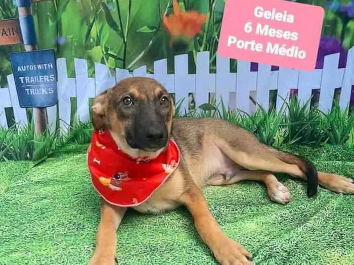 Cachorro raça SRD-ViraLata idade 7 a 11 meses nome Geleia 