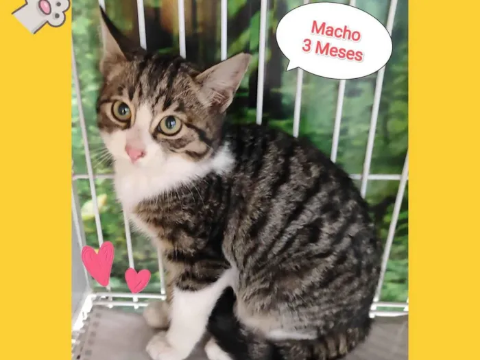 Gato raça SRD-ViraLata idade 2 a 6 meses nome Tigrado