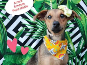 Cachorro raça SRD-ViraLata idade 7 a 11 meses nome Amora 