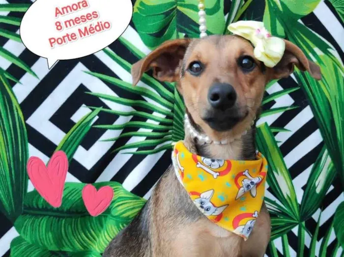 Cachorro raça SRD-ViraLata idade 7 a 11 meses nome Amora 