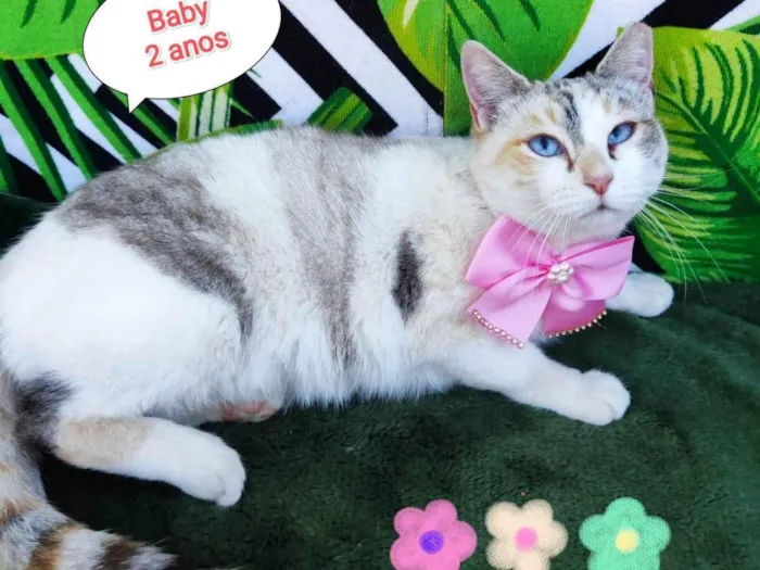 Gato raça SRD-ViraLata idade 2 anos nome Baby