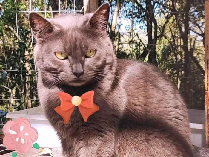 Gato raça SRD-ViraLata idade 3 anos nome Xira