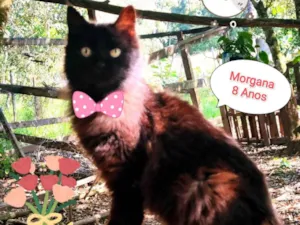Gato raça SRD-ViraLata idade 6 ou mais anos nome Morgana