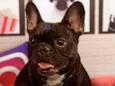 Pipoca