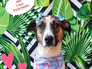 Cachorro raça SRD-ViraLata idade 1 ano nome Mel