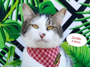 Gato raça SRD-ViraLata idade 3 anos nome Gordao 
