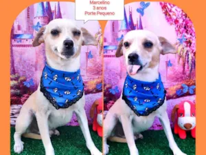 Cachorro raça SRD-ViraLata idade 3 anos nome Marcelinho 