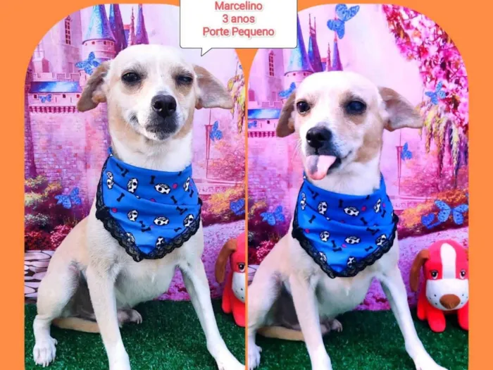Cachorro raça SRD-ViraLata idade 3 anos nome Marcelinho 