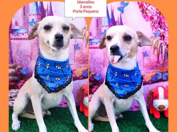 Cachorro raça SRD-ViraLata idade 3 anos nome Marcelinho 