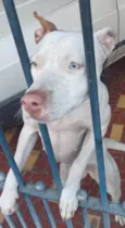 Cachorro raça Pit-Bull idade 1 ano nome Mel