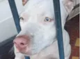 Cachorro raça Pit-Bull idade 1 ano nome Mel