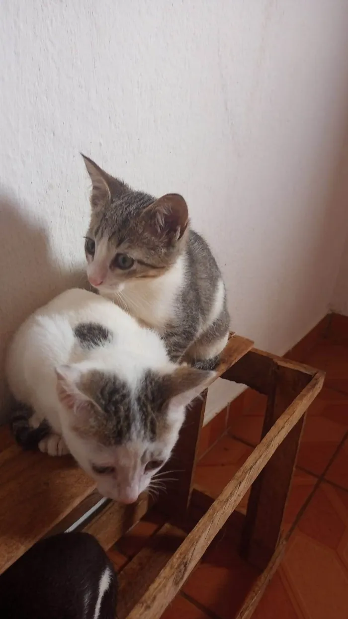 Gato ra a Não sei  idade 2 a 6 meses nome Não tem 