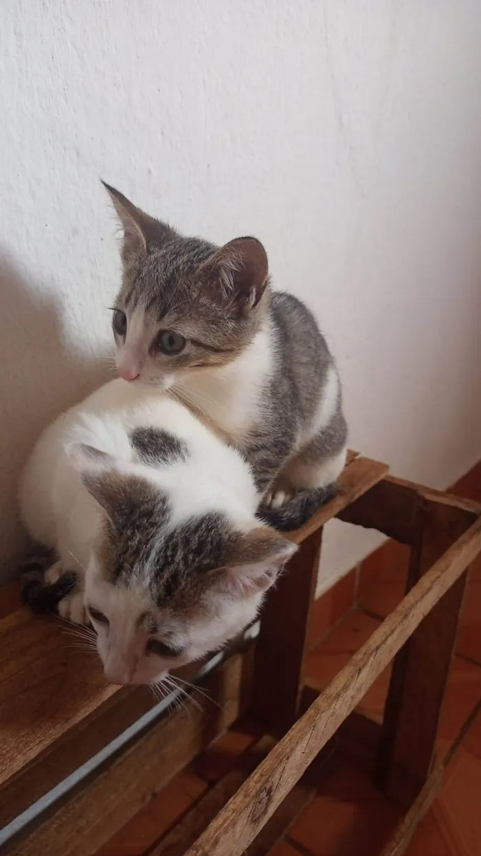 Gato ra a Não sei  idade 2 a 6 meses nome Não tem 