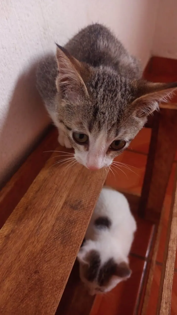 Gato ra a Não sei  idade 2 a 6 meses nome Não tem 