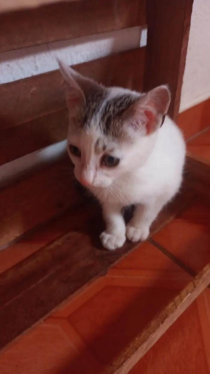 Gato ra a Não sei  idade 2 a 6 meses nome Não tem 
