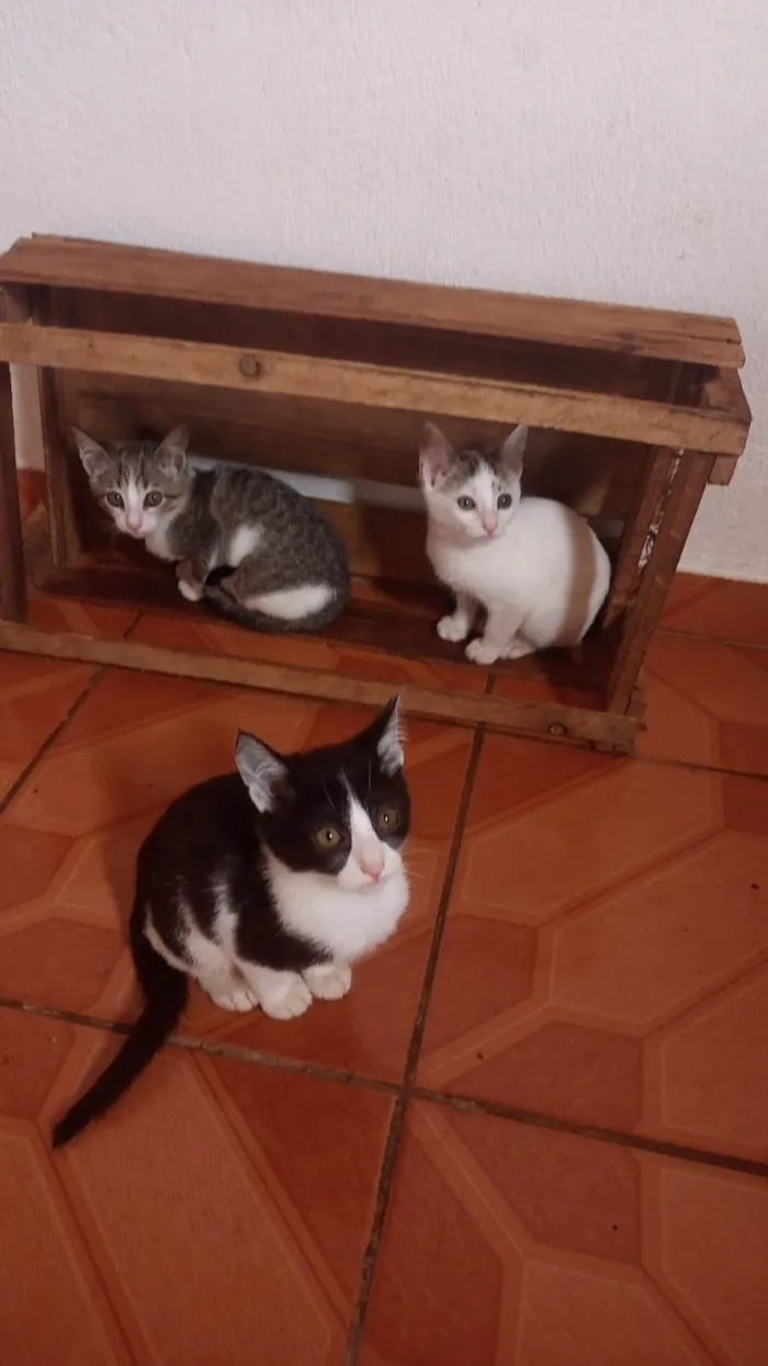 Gato ra a Não sei  idade 2 a 6 meses nome Não tem 