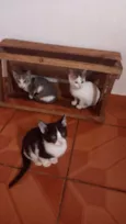 Não tem