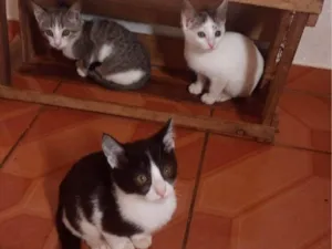 Gato raça Não sei  idade 2 a 6 meses nome Não tem 
