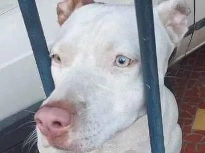 Cachorro raça Pit-Bull idade 1 ano nome Mel