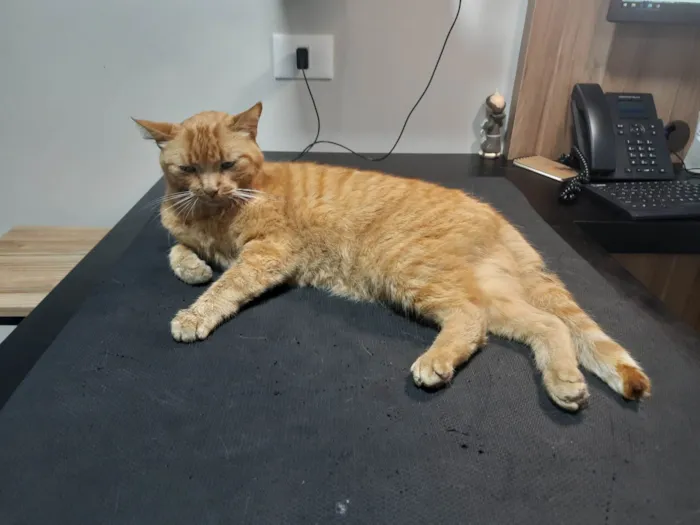 Gato ra a SRD idade 2 anos nome Não sei