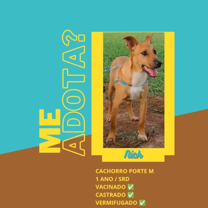 Cachorro ra a SRD-ViraLata idade 1 ano nome Nick 