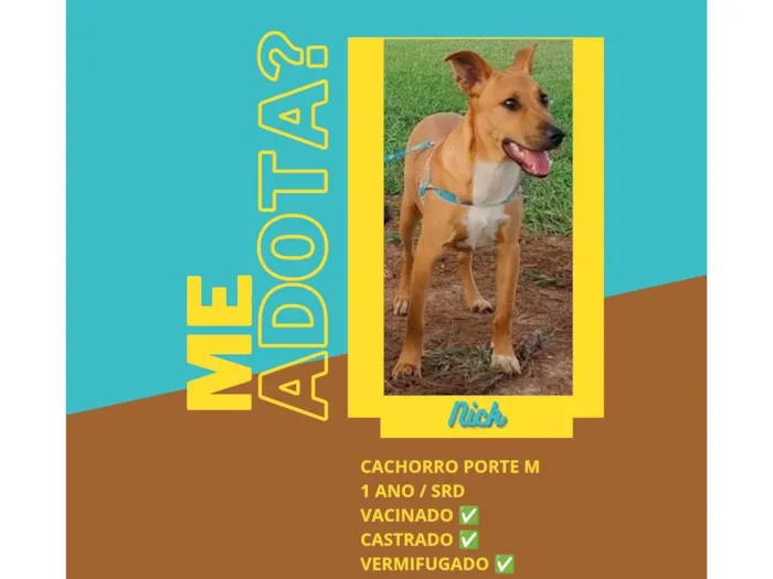 Cachorro ra a SRD-ViraLata idade 1 ano nome Nick 