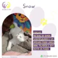 Gato raça Sem raça definida idade Abaixo de 2 meses nome Snow