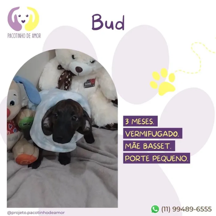 Cachorro raça Basset lata idade Abaixo de 2 meses nome Bud