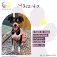 Cachorro raça SRD-ViraLata idade 1 ano nome Maezinha