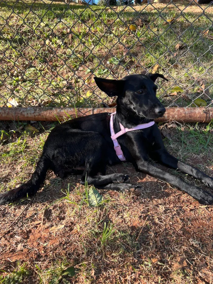 Cachorro raça SRD-ViraLata idade 1 ano nome Pretinha