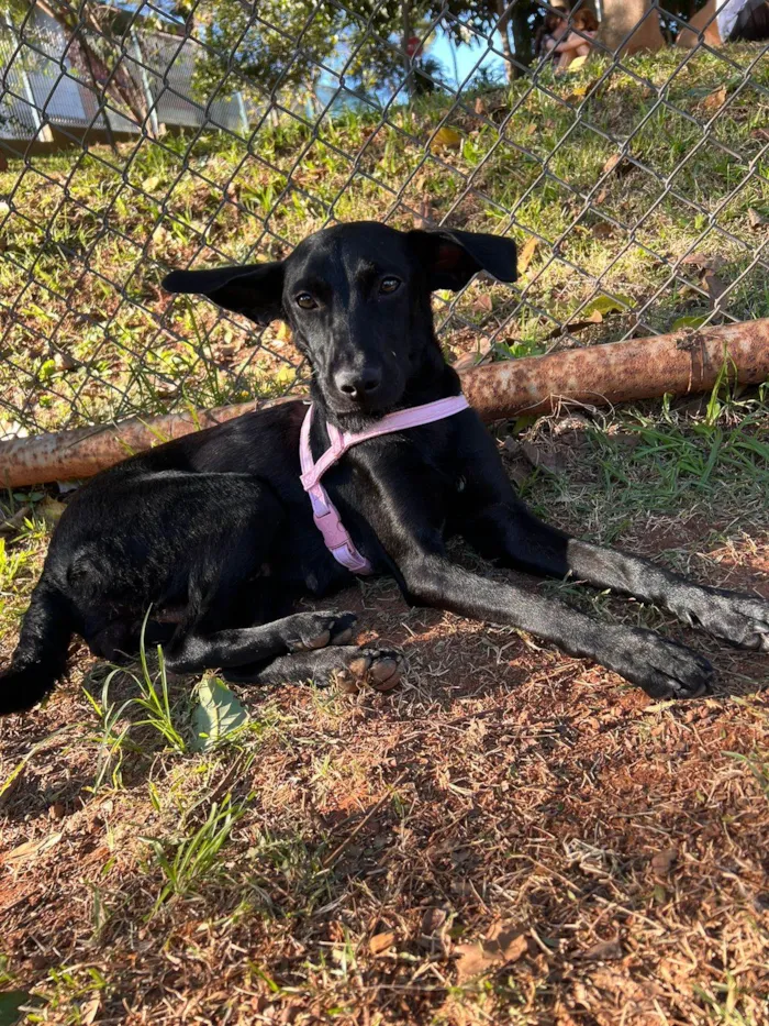 Cachorro raça SRD-ViraLata idade 1 ano nome Pretinha